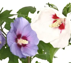Hibiskus-Duo - Garten-Eibisch, verschiedene Farbkombinationen