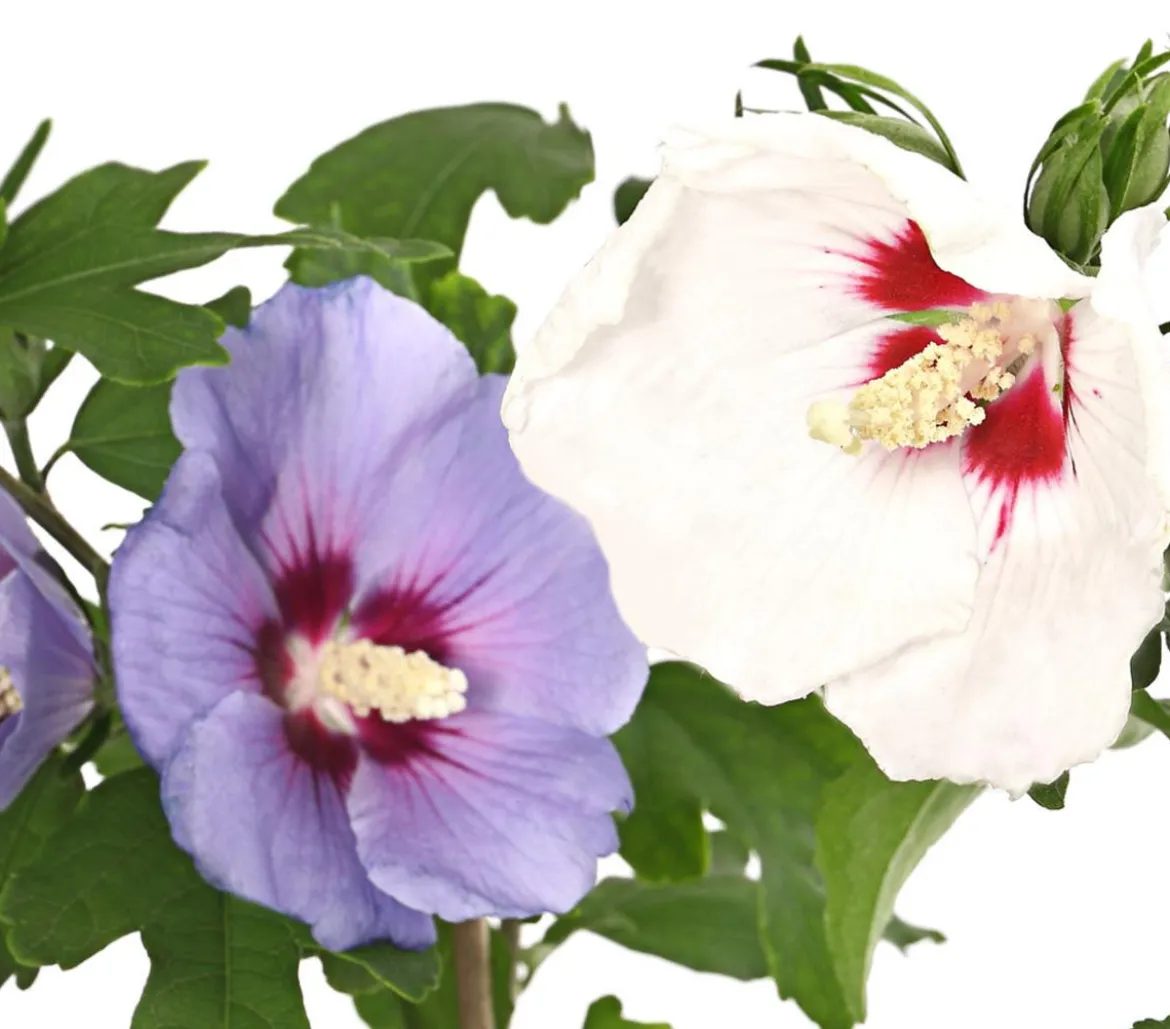 Hibiskus-Duo - Garten-Eibisch, verschiedene Farbkombinationen