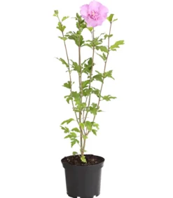 Hibiskus 'Lavender Chiffon®' - Garten-Eibisch