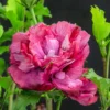Hibiskus 'Maike' - Garten-Eibisch