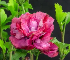 Hibiskus 'Maike' - Garten-Eibisch