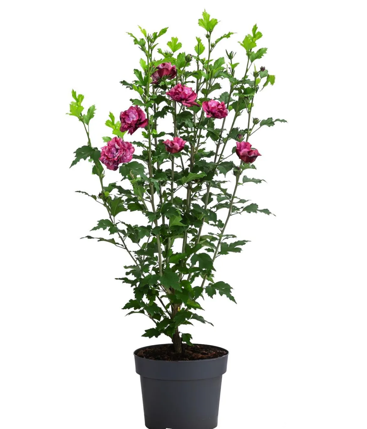 Hibiskus 'Maike' - Garten-Eibisch