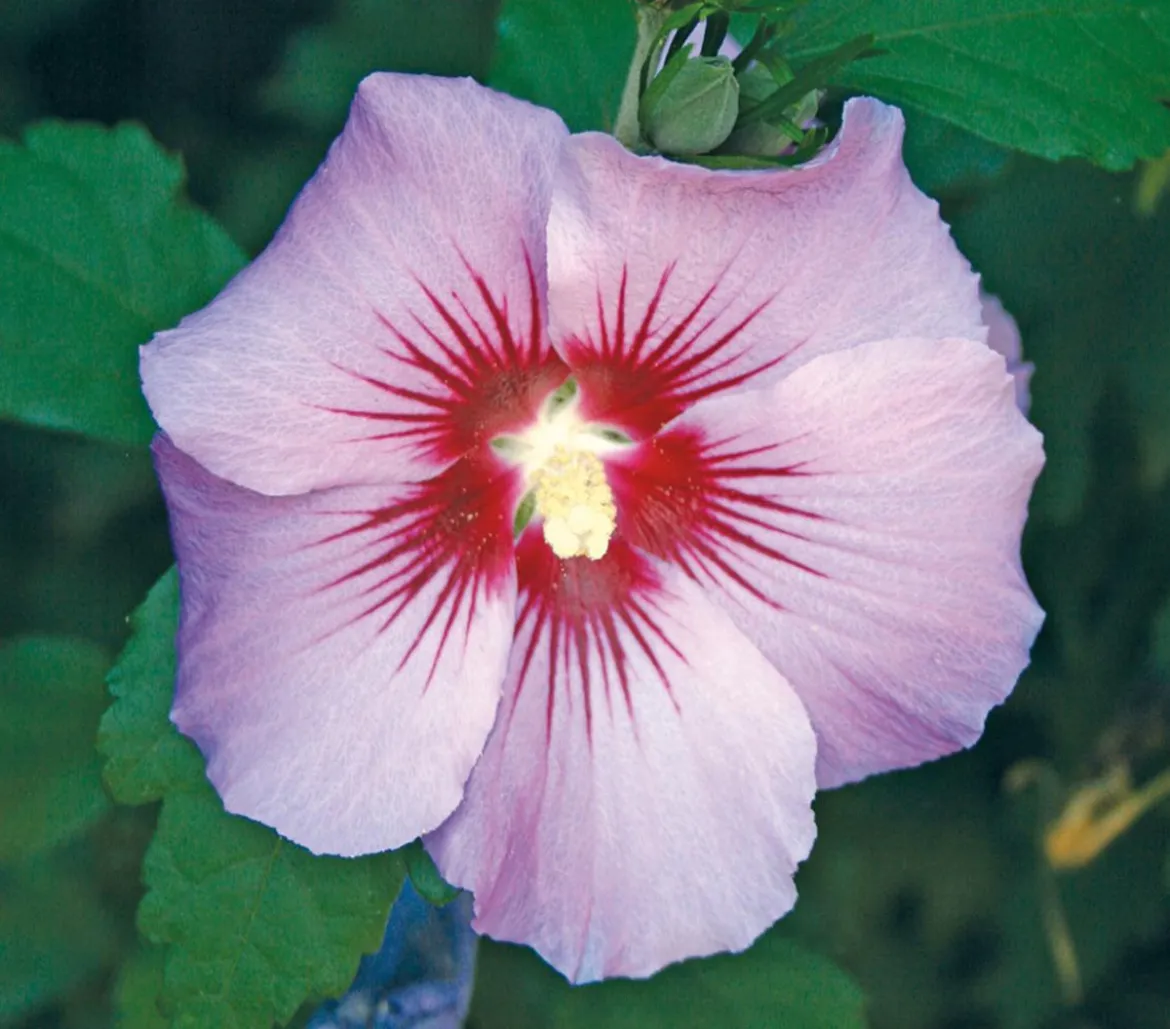 Hibiskus 'Maike' - Garten-Eibisch