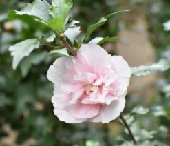 Hibiskus 'Pink Chiffon®' - Garten-Eibisch