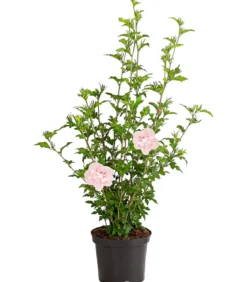 Hibiskus 'Pink Chiffon®' - Garten-Eibisch
