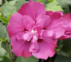 Hibiskus 'Purple Ruffles®' - Garten-Eibisch