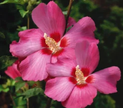 Hibiskus 'Silke' - Garten-Eibisch