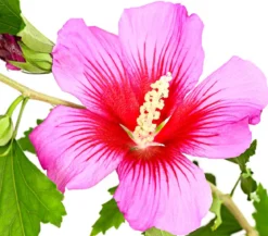 Hibiskus 'Silke' - Garten-Eibisch