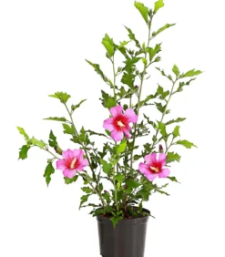 Hibiskus 'Silke' - Garten-Eibisch