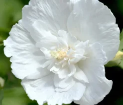 Hibiskus 'White Chiffon®' - Garten-Eibisch