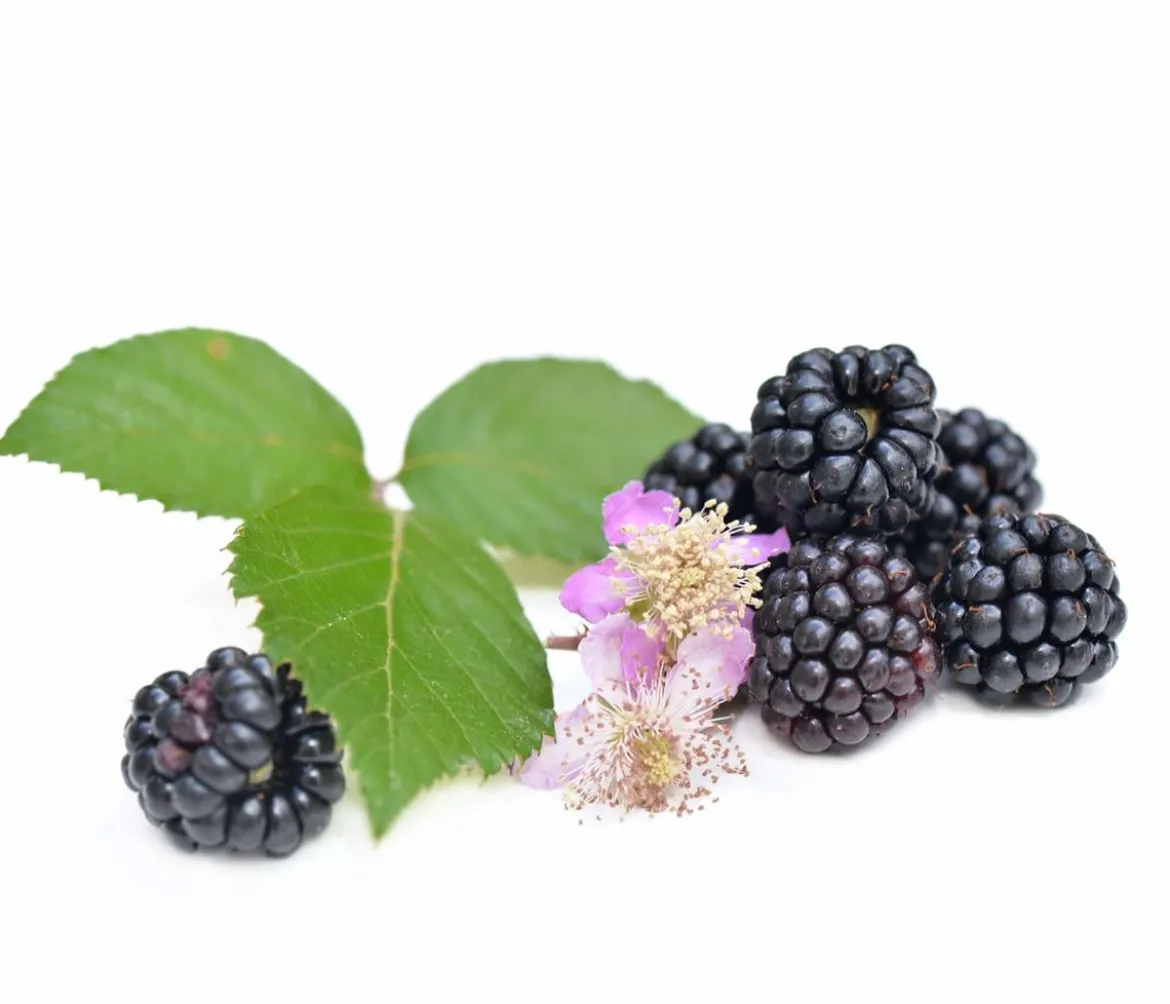 Himbeer-Brombeer-Set Beerentöne, 4-teilig
