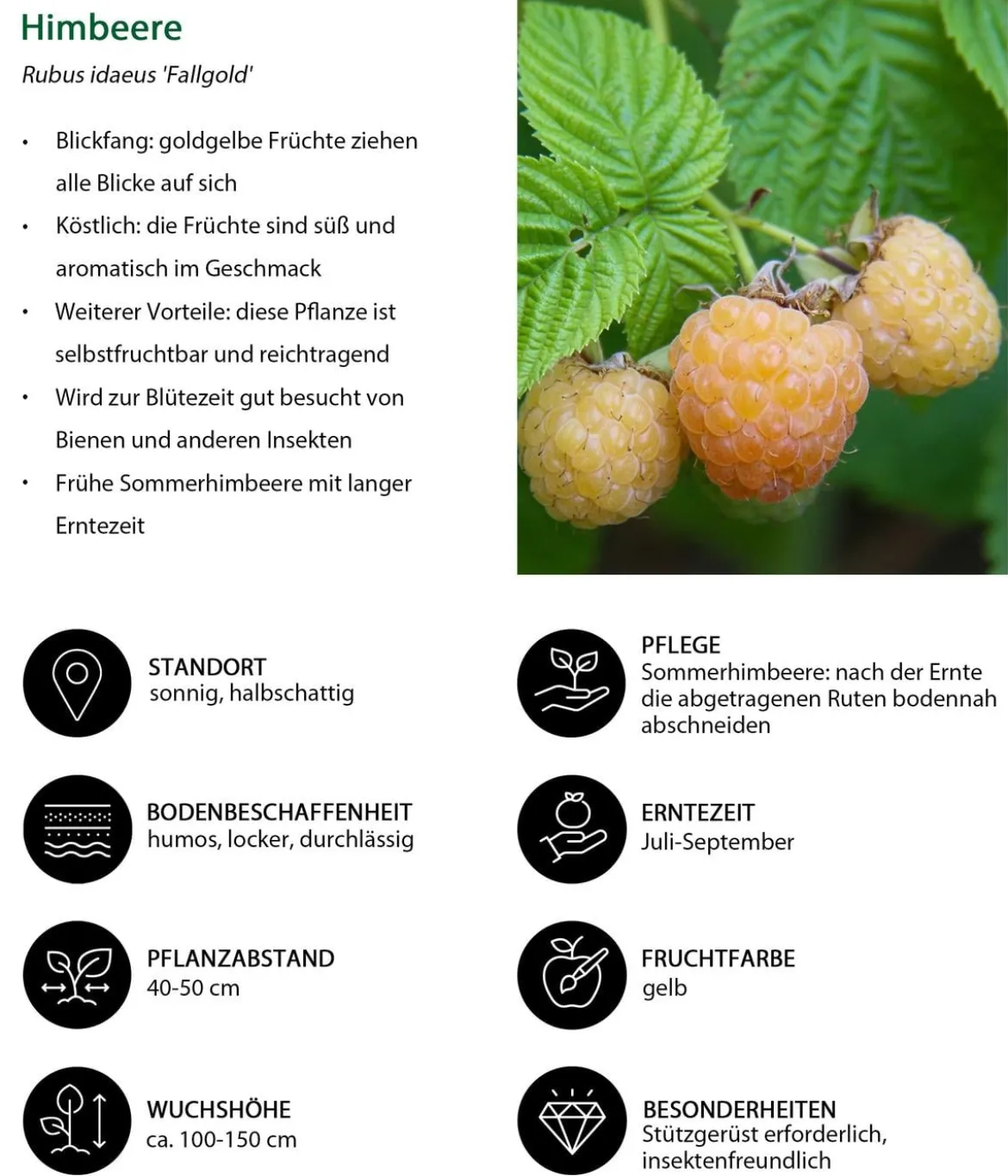 Himbeer-Brombeer-Set Beerentöne, 4-teilig