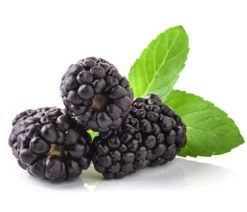 Himbeer-Brombeer-Set Beerentöne, 4-teilig