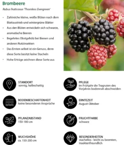 Himbeer-Brombeer-Set Beerentöne, 4-teilig
