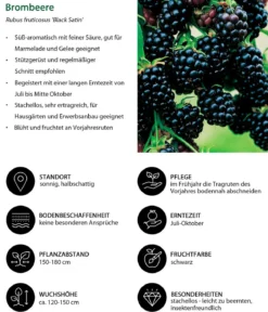 Himbeer-Brombeer-Set Beerentöne, 4-teilig