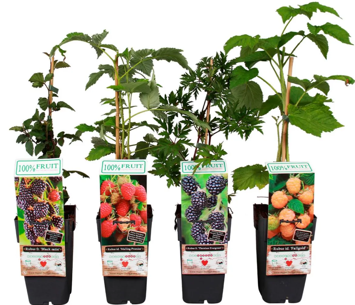 Himbeer-Brombeer-Set Beerentöne, 4-teilig