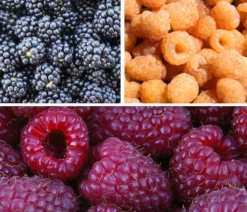 Himbeer-Brombeer-Set Gesund & Lecker, 3-teilig