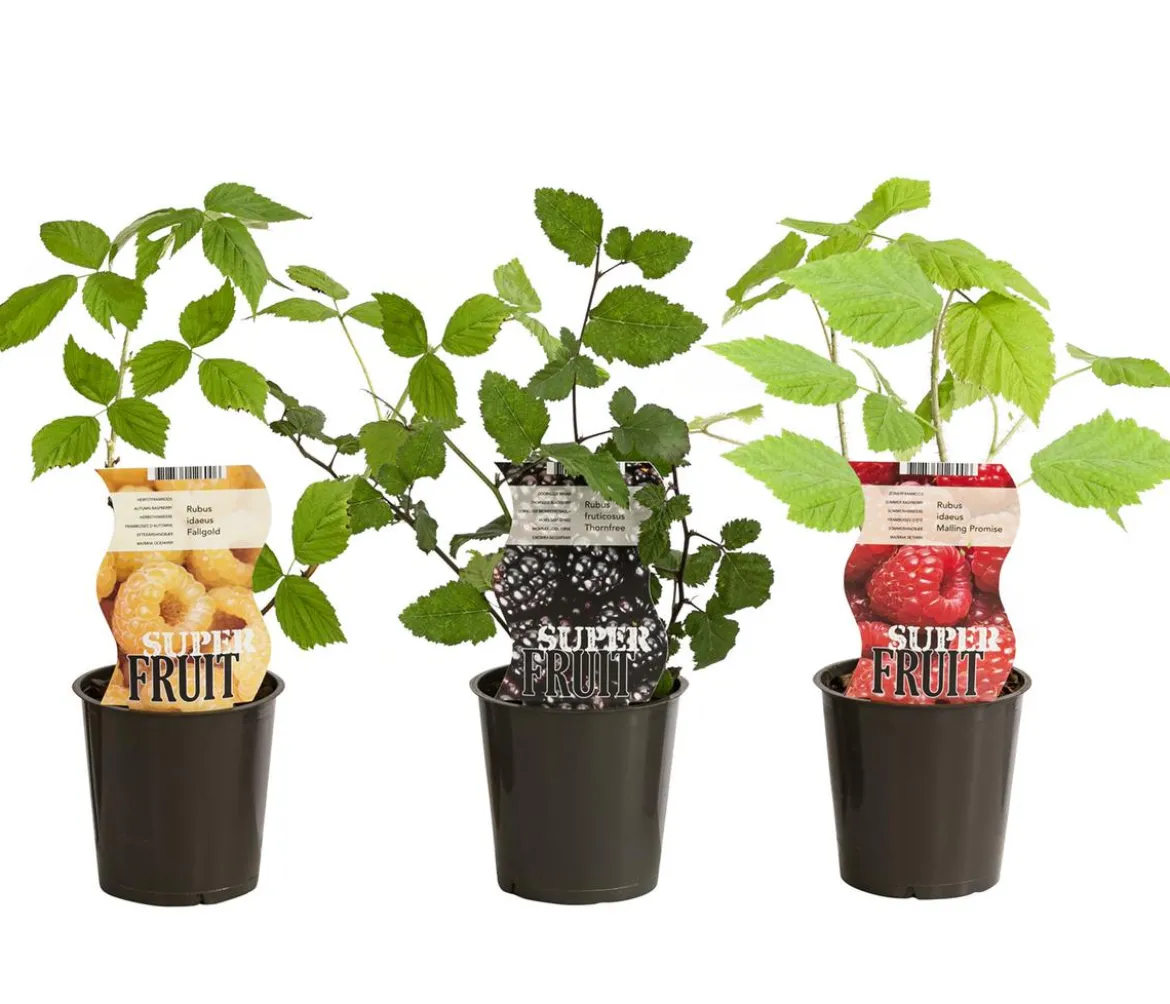 Himbeer-Brombeer-Set Gesund & Lecker, 3-teilig