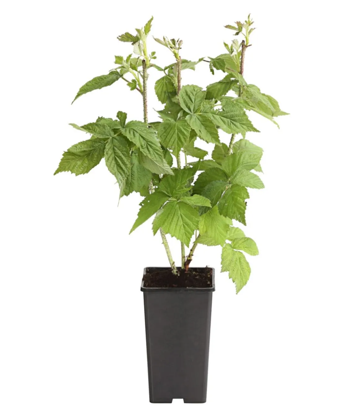 Himbeere 'Autumn Bliss®', ca. 40-60 cm