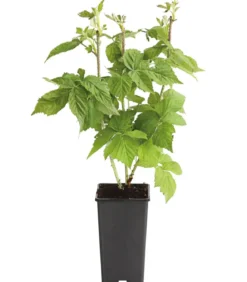 Himbeere 'Autumn Bliss®', ca. 70-80 cm