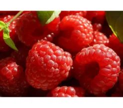 Himbeere 'Boheme'