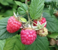 Himbeere 'Boheme'