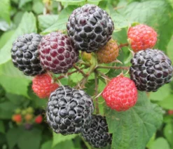 Himbeere 'Bristol'