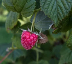 Himbeere 'Dorman Red'
