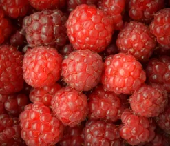 Himbeere 'Erntesegen'