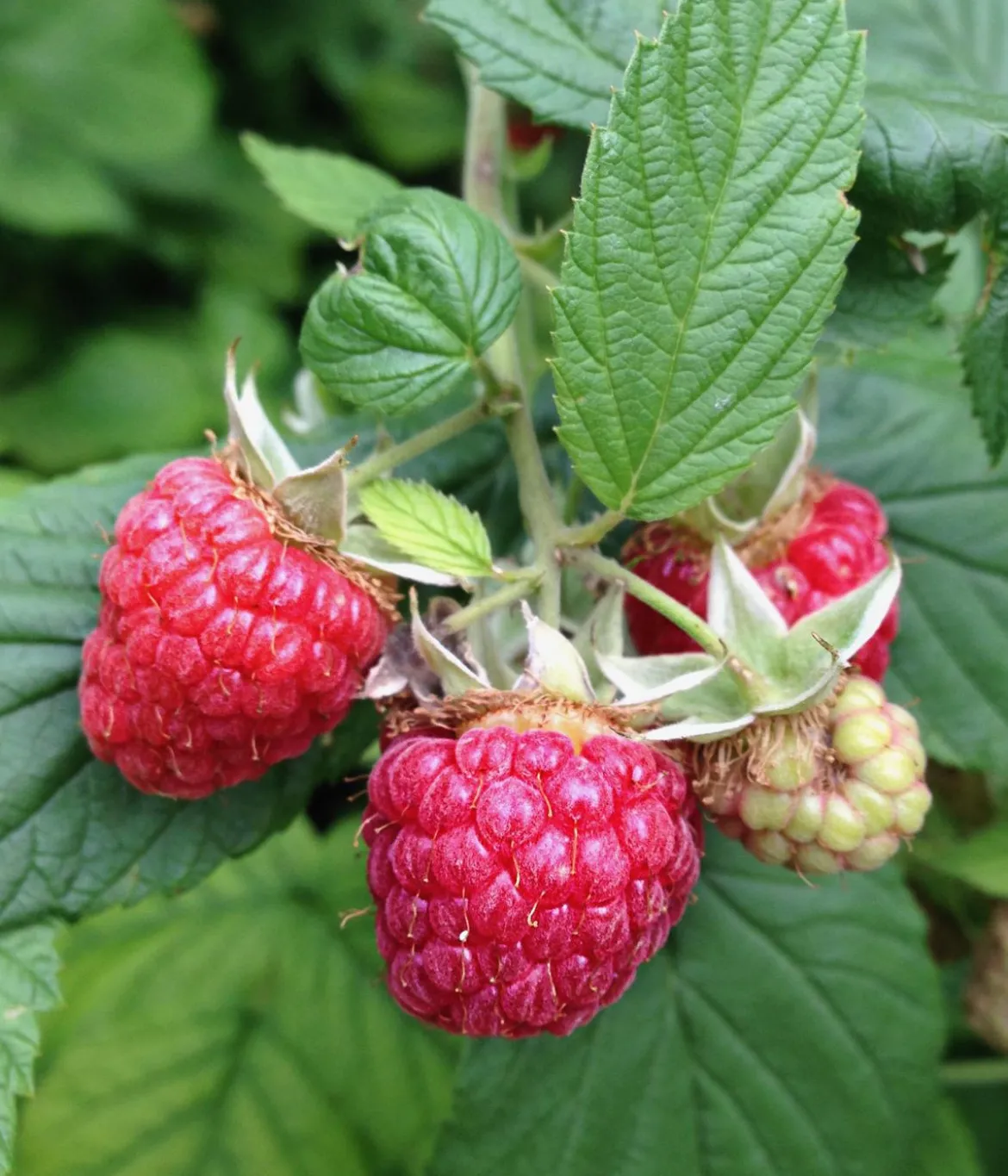 Himbeere 'Erntesegen'
