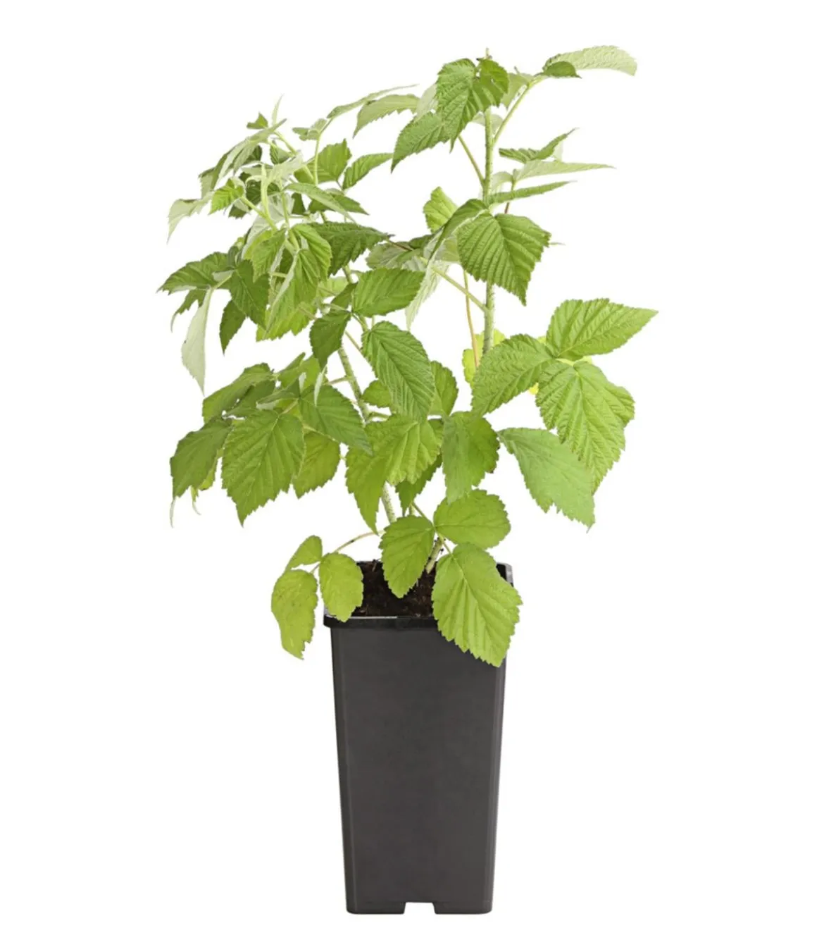 Himbeere 'Erntesegen'