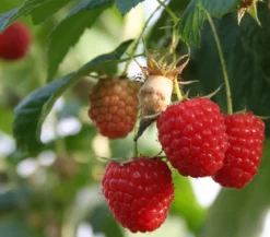 Himbeere 'Glen Ample'
