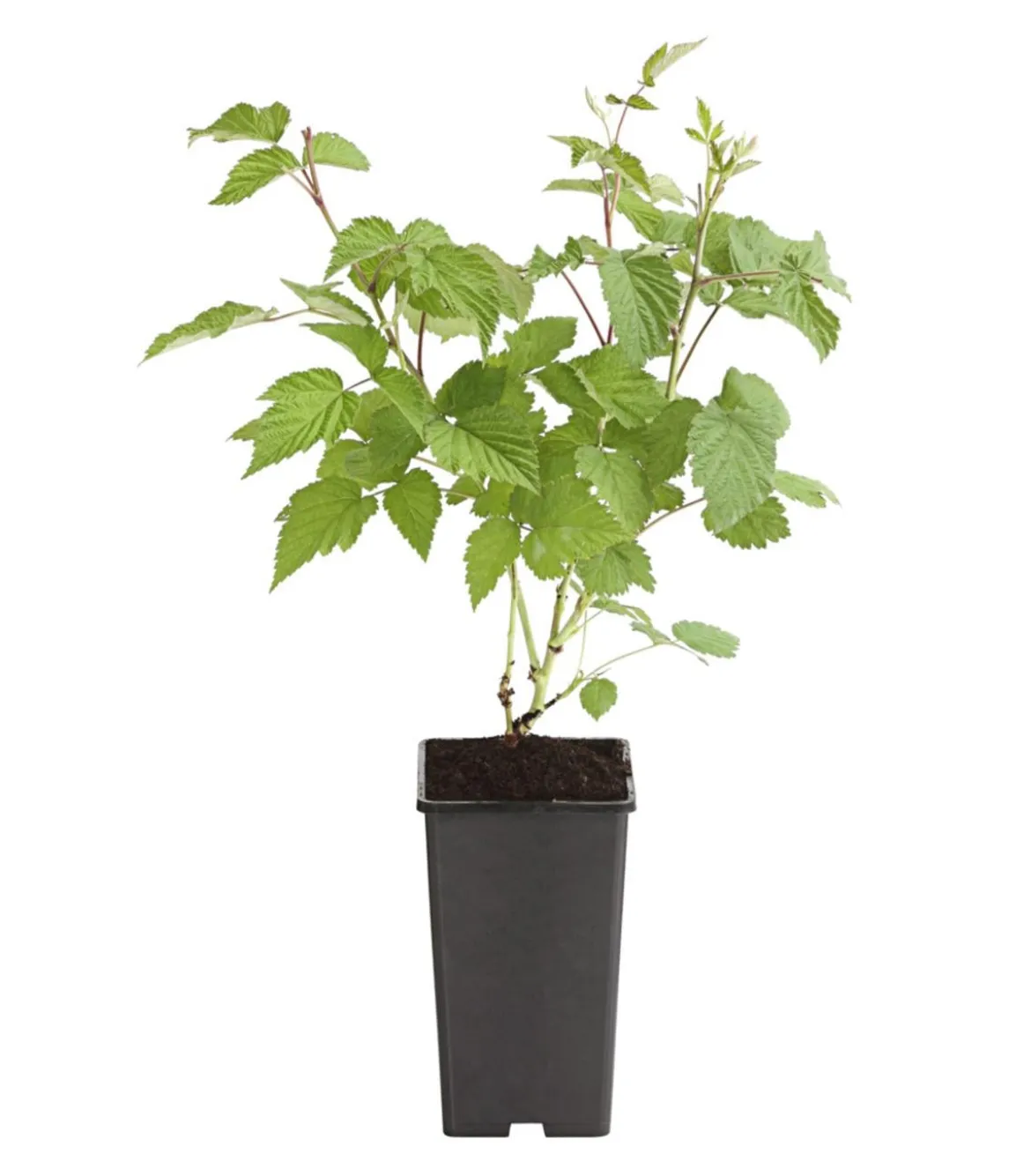 Himbeere 'Glen Ample'
