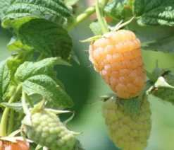 Himbeere 'Golden Everest'