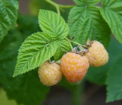 Himbeere 'Goldkind'