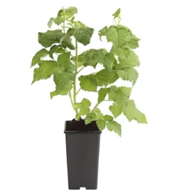 Himbeere 'Goldkind'
