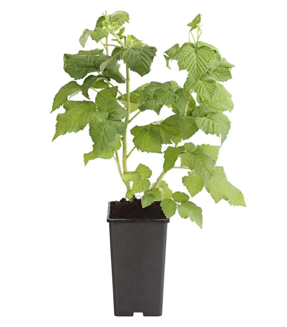 Himbeere 'Goldkind'