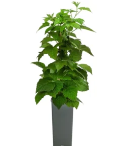 Himbeere 'Sugana® TwoTimer®', gelb