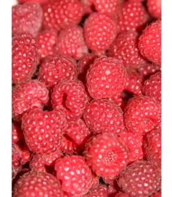 Himbeere 'Sugana® TwoTimer®', rot