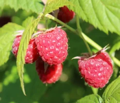 Himbeere 'Sugana® TwoTimer®', rot