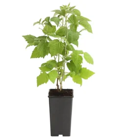 Himbeere 'Sugana® TwoTimer®', rot