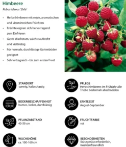 Himbeer-Set Himbeer-Quartett, 4-teilig