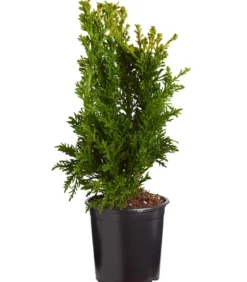 Hinoki-Scheinzypresse 'Drath'
