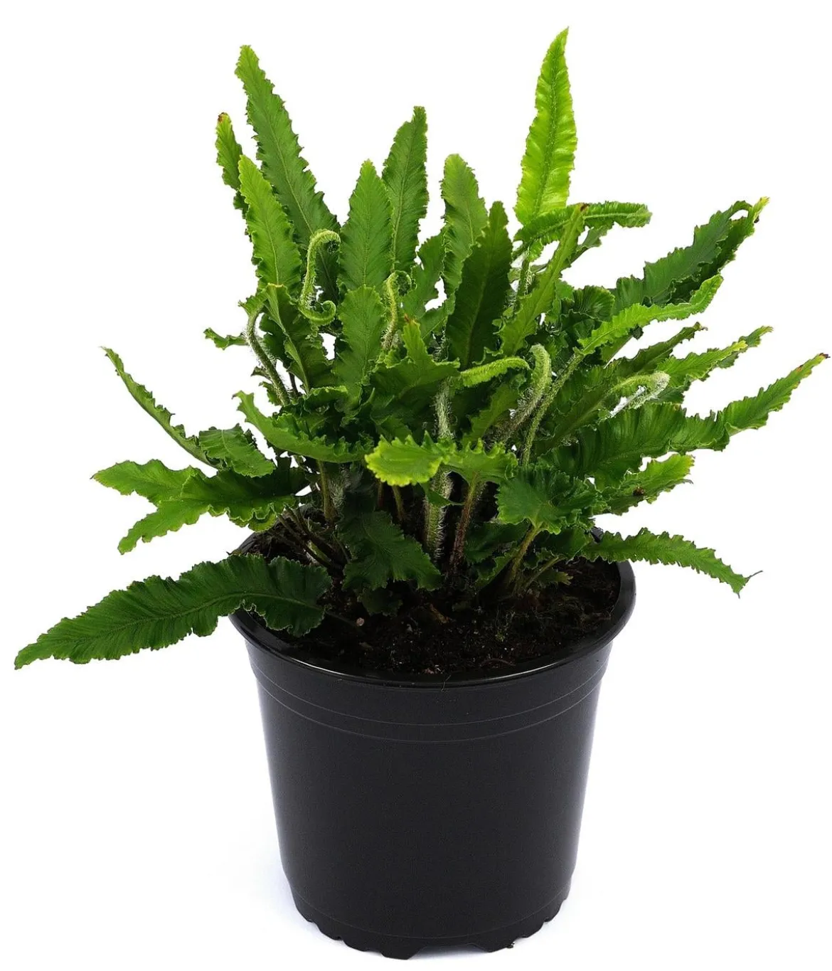 Hirschzungenfarn 'Angustifolia'