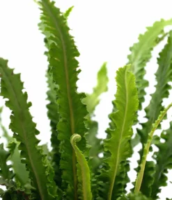 Hirschzungenfarn 'Angustifolia'