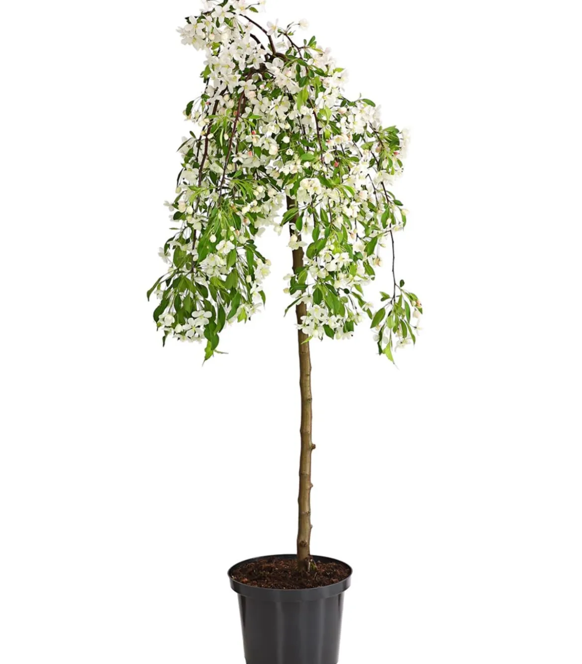 Hänge-Zier-Apfel 'Fontana', Stämmchen