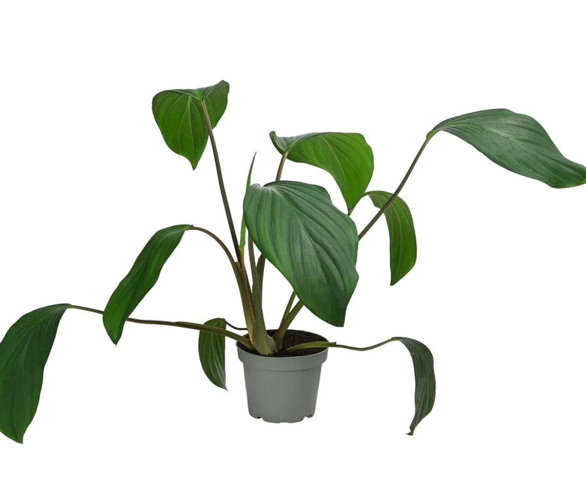 Homalomena - Homalomena rubescens
