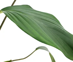 Homalomena - Homalomena rubescens