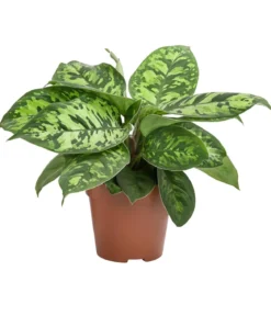 Homalomena - Homalomena wallisii 'Camouflage'