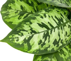 Homalomena - Homalomena wallisii 'Camouflage'
